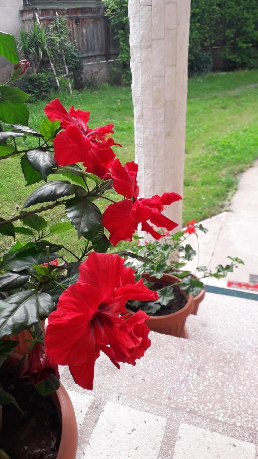 Pensiunea Shalom Sîncraiu Esterno foto